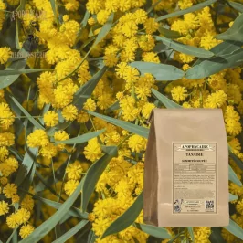 Solucan otu kesilmiş üst (Tanacetum vulgare) - Apophycaire