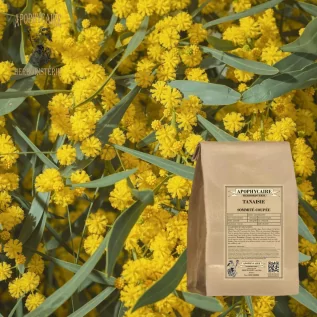 Rainfarn, geschnittene Blütenspitze – Tanacetum vulgare | Apophycarius