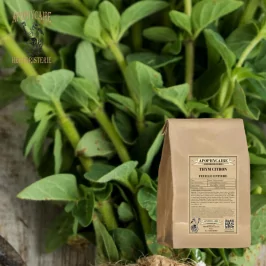 Lemon thyme loose leaf (Thymus citriodorus) - Apophycaire