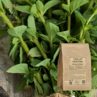 Tomillo limón de hojas sueltas (Thymus citriodorus) - Apophycaire