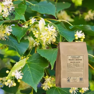 Bráctea cortada de tilo plateado – Tilia argentea | Apophycarius