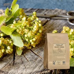 Kesilmiş beyaz diri odun ıhlamur – Tilia sylvestris | Apophycarius