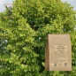 Cut red sapwood linden (Tilia sylvestris) - Apophycaire