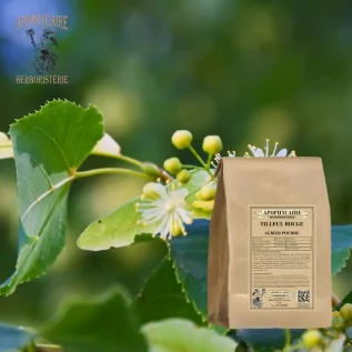Powder-red sapwood linden – Tilia sylvestris | Apophycaire