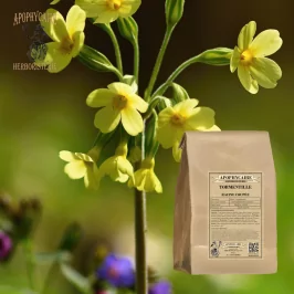 Tormentil root cut (Potentilla tormentilla) - Apophycaire