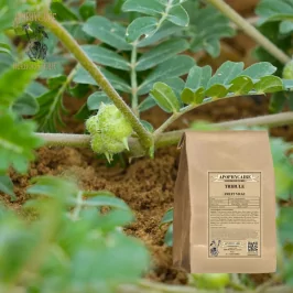 Tribulus terrestris (Tribulus terrestris) - Apophycaire