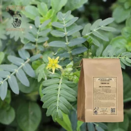 Polvo de fruto de Tribulus (Tribulus terrestris) - Apophycaire