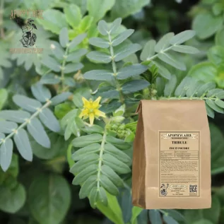 Tribule fruit poudre (Tribulus terrestris) - Apophycaire