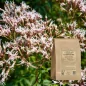 Valerian root cut (Valeriana officinalis) - Apothecary