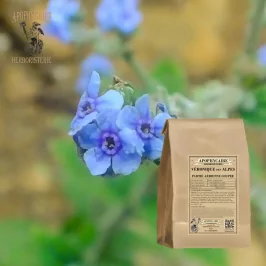 Véronique des Alpes coupée (Veronica alpina) - Apophycaire