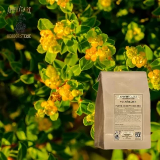 Vulnéraire partie aérienne coupée (Hypericum numullarium) - Apophycaire