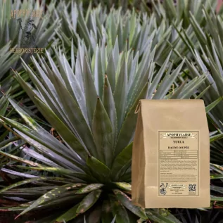 Yucca kök kesimi (Yucca ssp) - Apophycaire