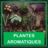 Plantas aromáticas